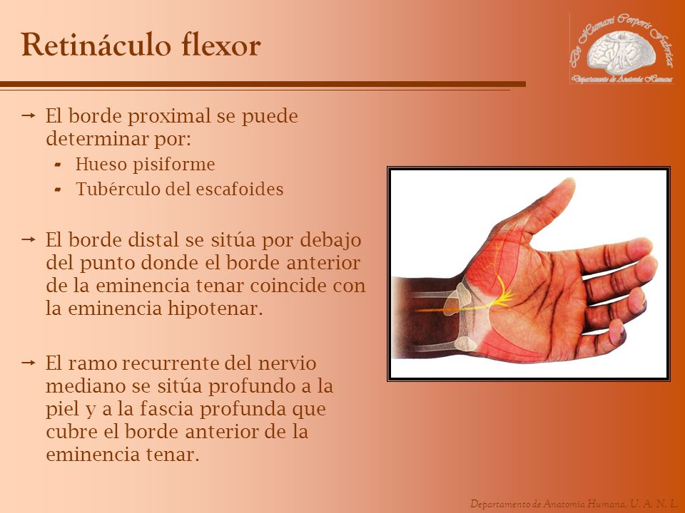 Retináculo flexor El borde proximal se puede determinar por: