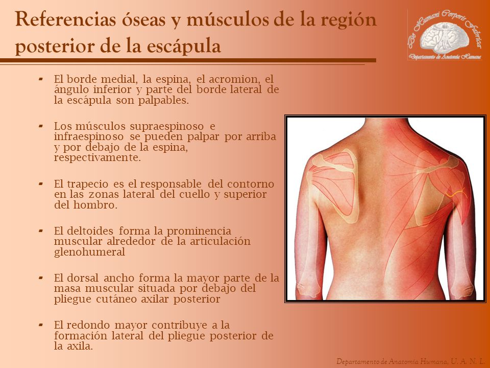 Referencias óseas y músculos de la región posterior de la escápula