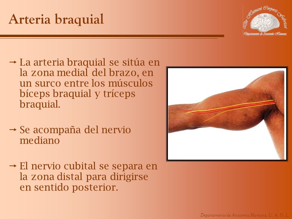 Arteria braquial La arteria braquial se sitúa en la zona medial del brazo, en un surco entre los músculos bíceps braquial y tríceps braquial.