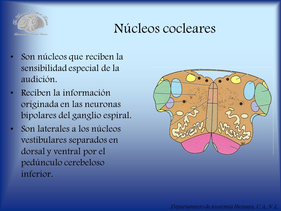 Núcleos cocleares Son núcleos que reciben la sensibilidad especial de la audición.