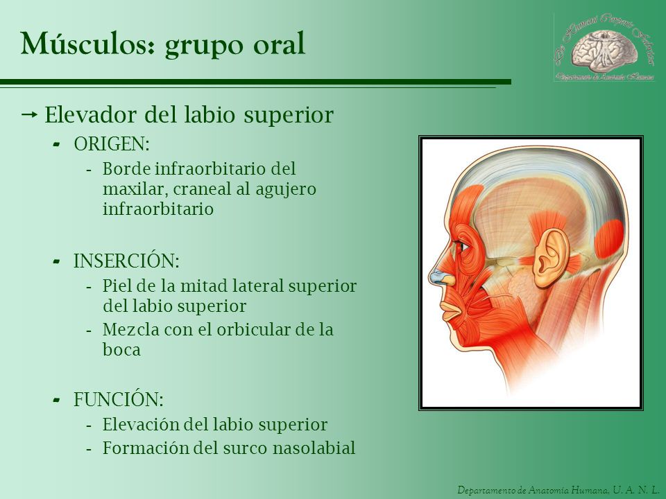 Músculos: grupo oral Elevador del labio superior ORIGEN: INSERCIÓN: