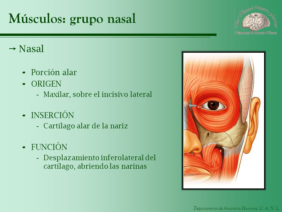 Músculos: grupo nasal Nasal Porción alar ORIGEN INSERCIÓN FUNCIÓN