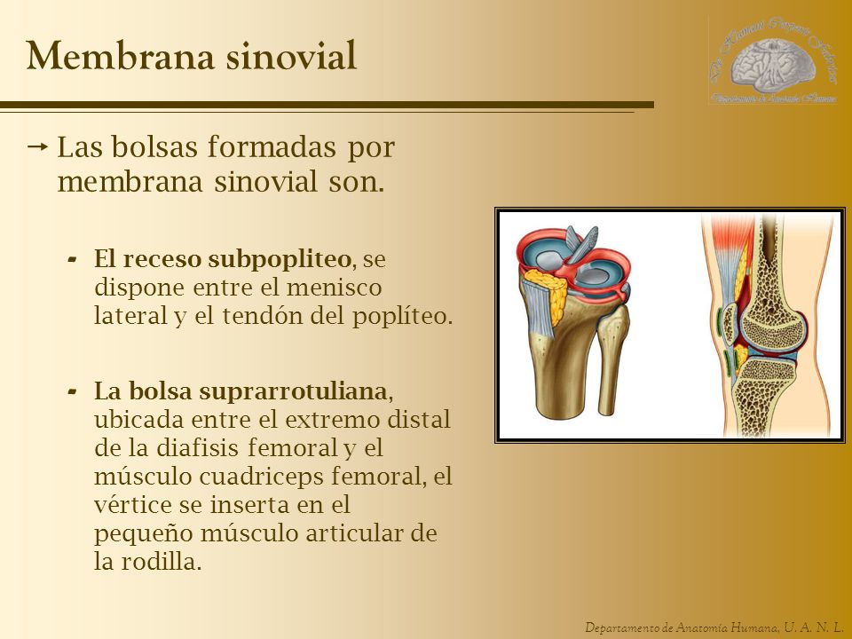 Membrana sinovial Las bolsas formadas por membrana sinovial son.