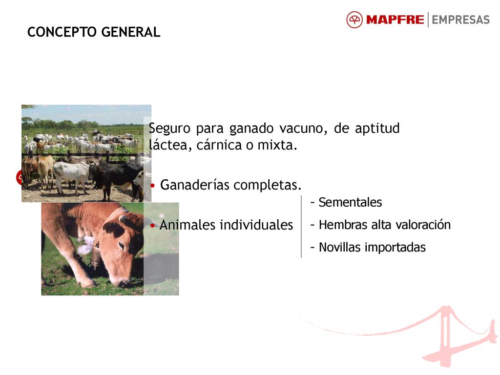 Seguro para ganado vacuno, de aptitud láctea, cárnica o mixta.