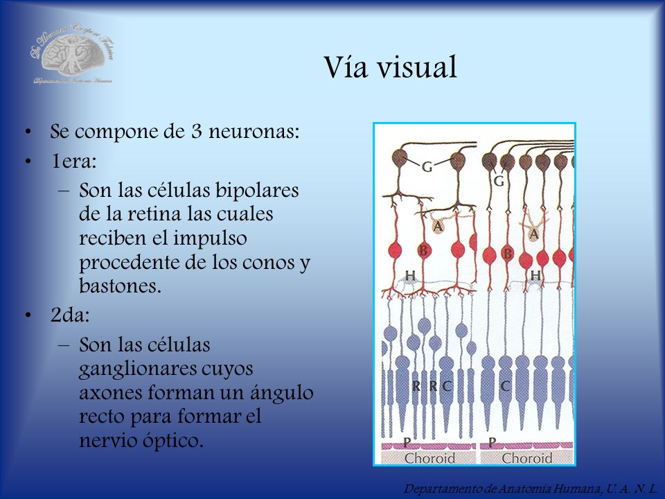 Vía visual Se compone de 3 neuronas: 1era: