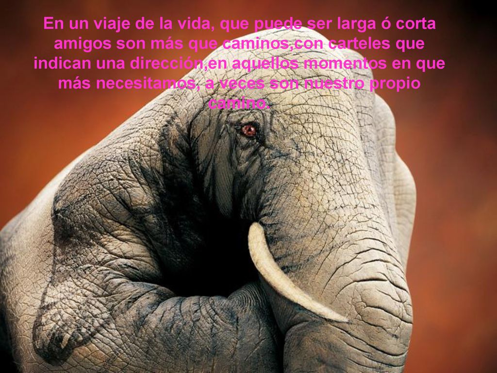 En un viaje de la vida, que puede ser larga ó corta amigos son más que caminos,con carteles que indican una dirección,en aquellos momentos en que más necesitamos, a veces son nuestro propio camino.