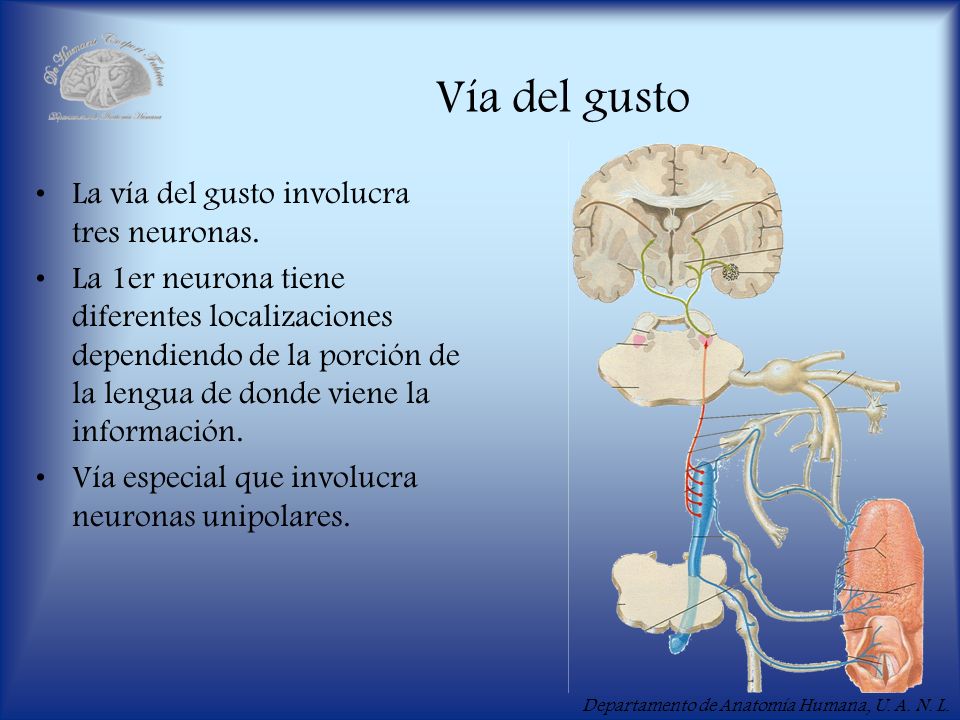 Vía del gusto La vía del gusto involucra tres neuronas.