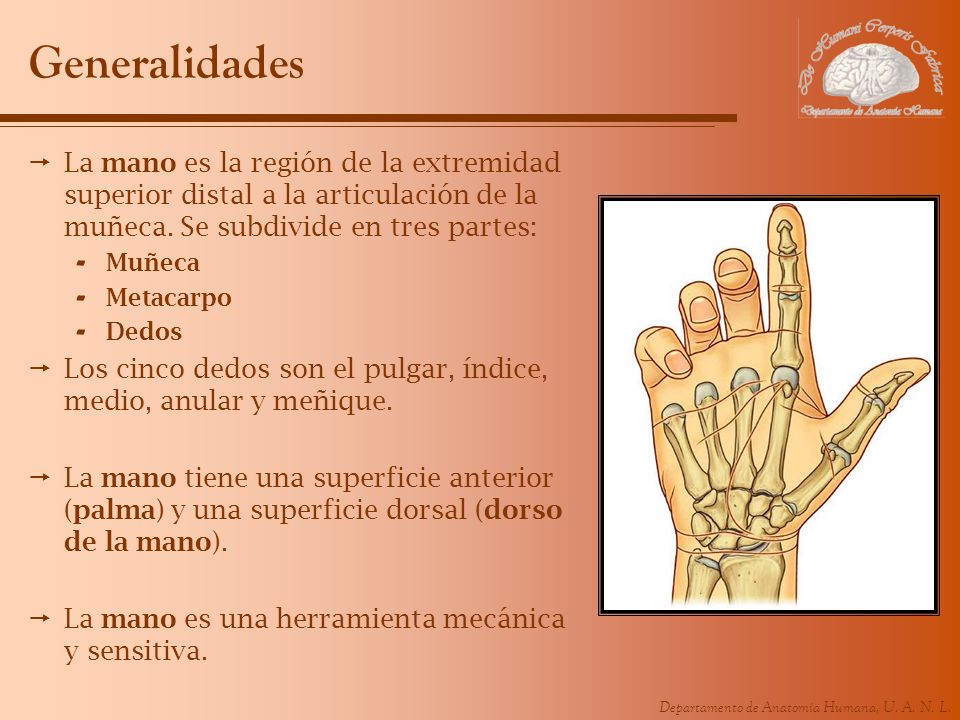 Generalidades La mano es la región de la extremidad superior distal a la articulación de la muñeca. Se subdivide en tres partes: