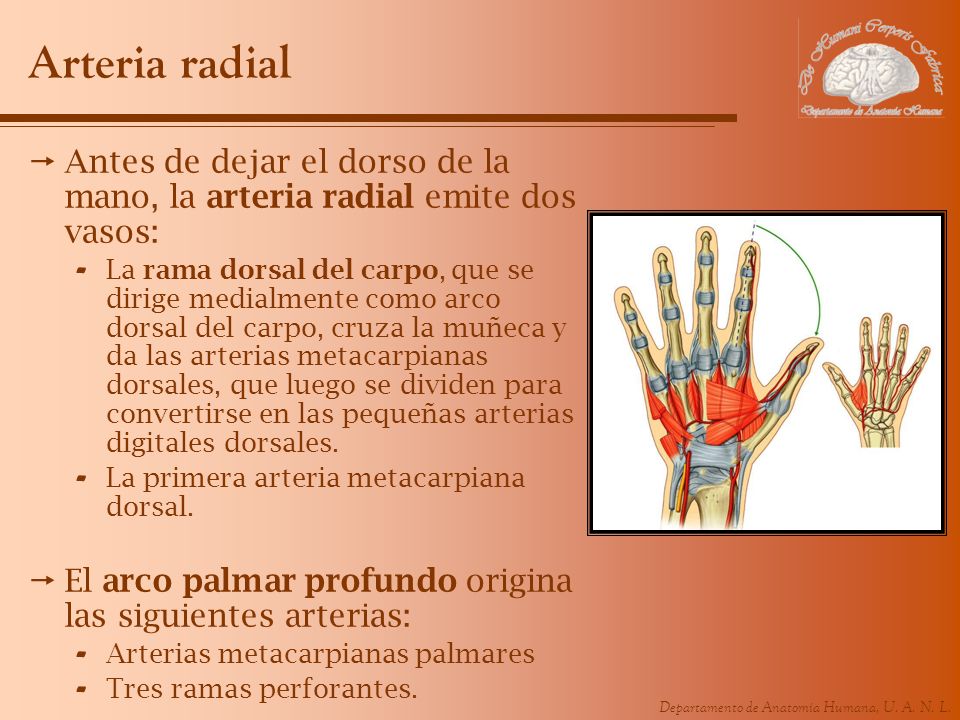 Arteria radial Antes de dejar el dorso de la mano, la arteria radial emite dos vasos: