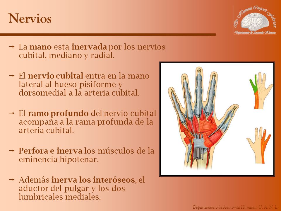 Nervios La mano esta inervada por los nervios cubital, mediano y radial.