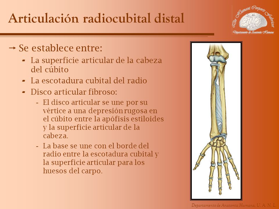 Articulación radiocubital distal