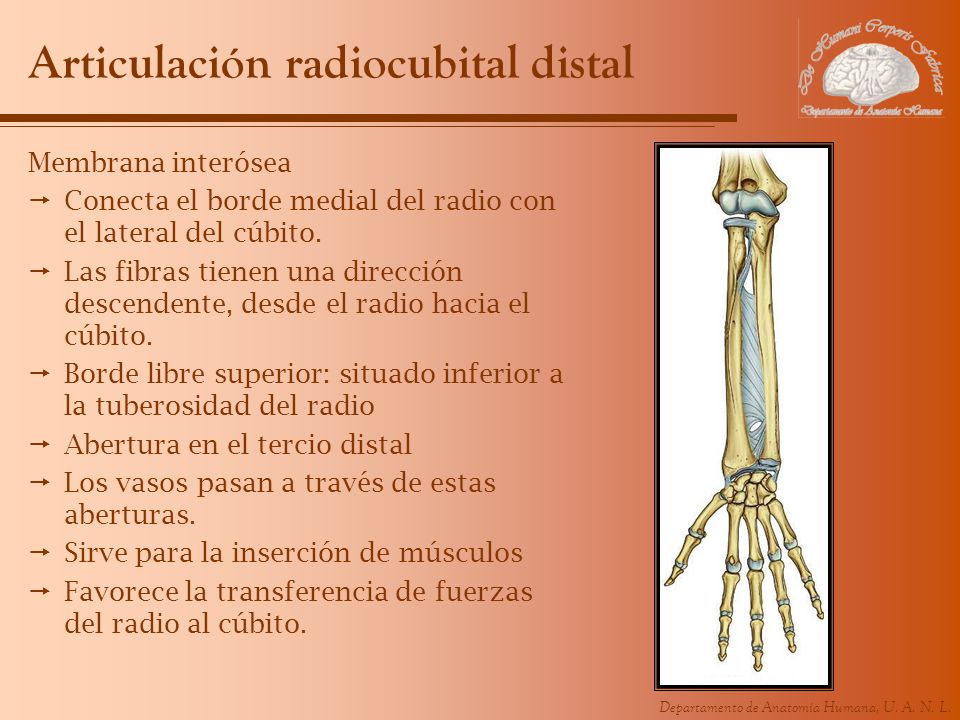 Articulación radiocubital distal