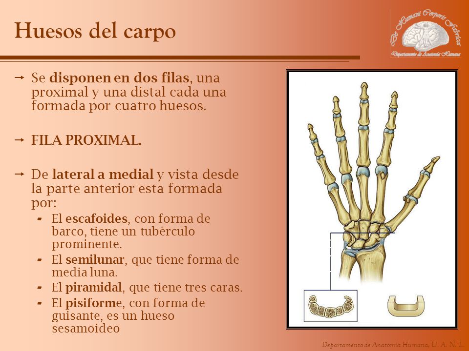 Huesos del carpo Se disponen en dos filas, una proximal y una distal cada una formada por cuatro huesos.