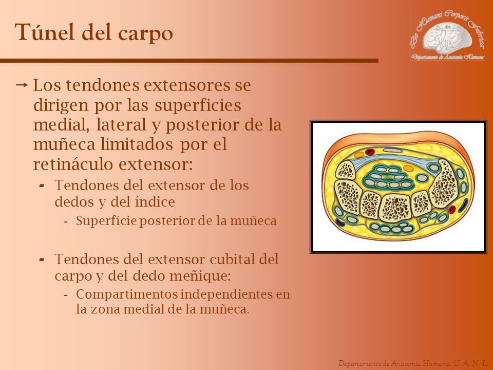 Túnel del carpo Los tendones extensores se dirigen por las superficies medial, lateral y posterior de la muñeca limitados por el retináculo extensor: