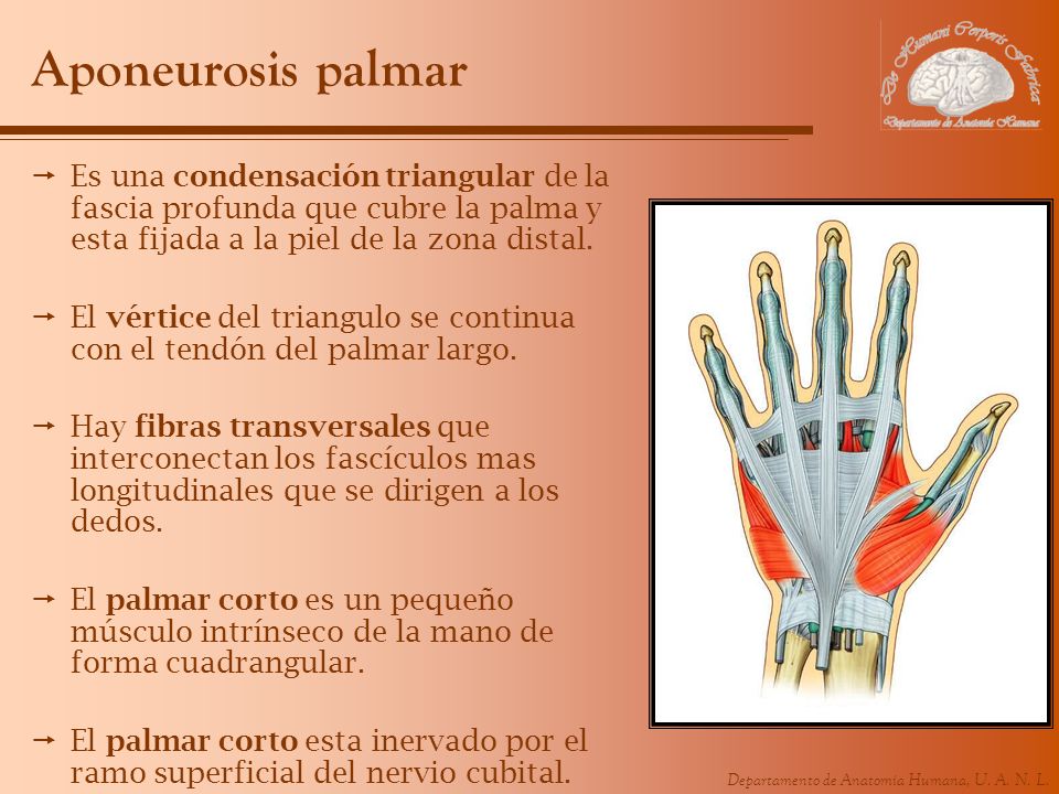 Aponeurosis palmar Es una condensación triangular de la fascia profunda que cubre la palma y esta fijada a la piel de la zona distal.