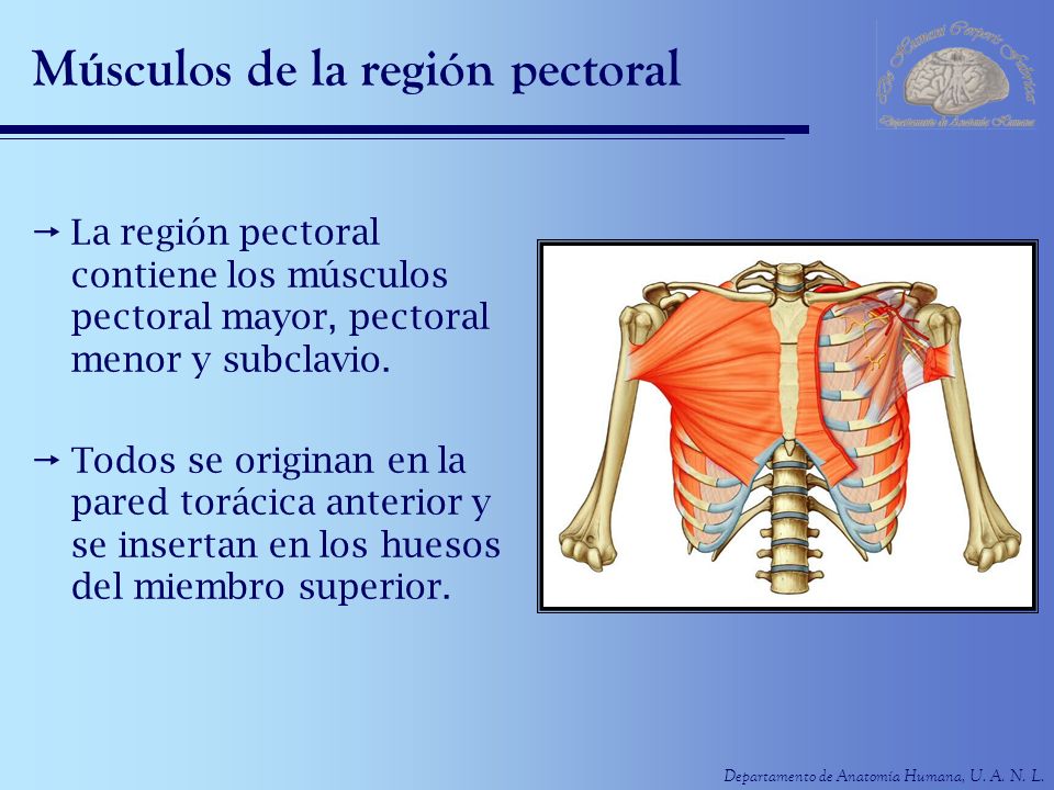 Músculos de la región pectoral