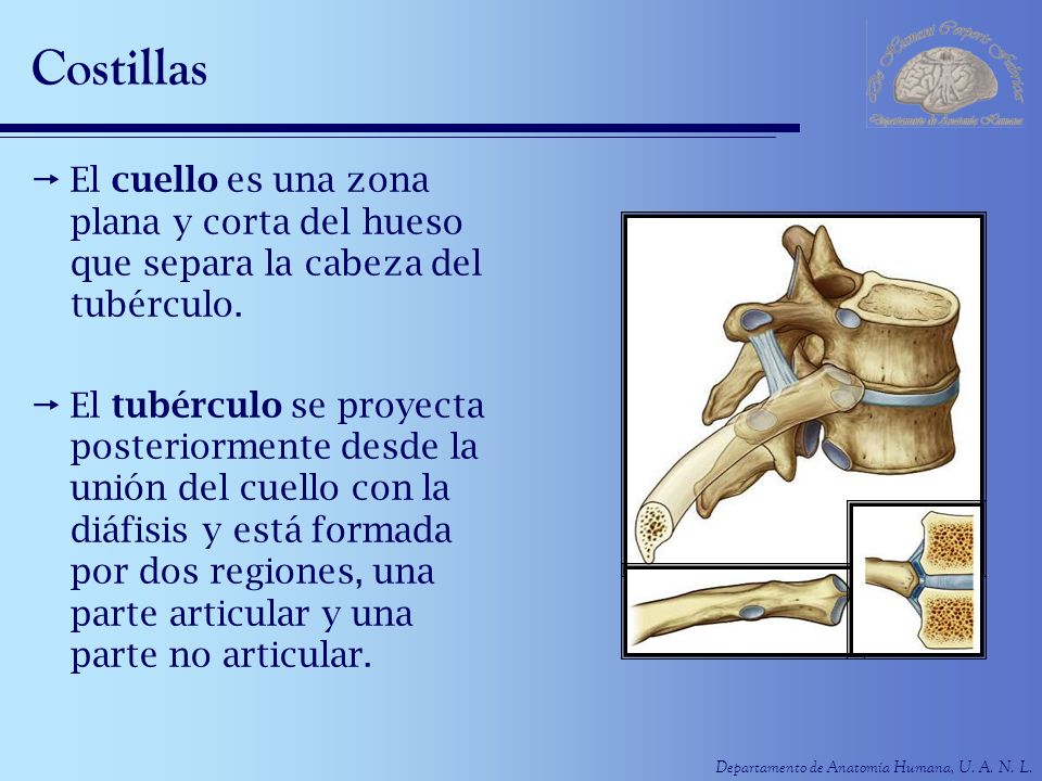 Costillas El cuello es una zona plana y corta del hueso que separa la cabeza del tubérculo.