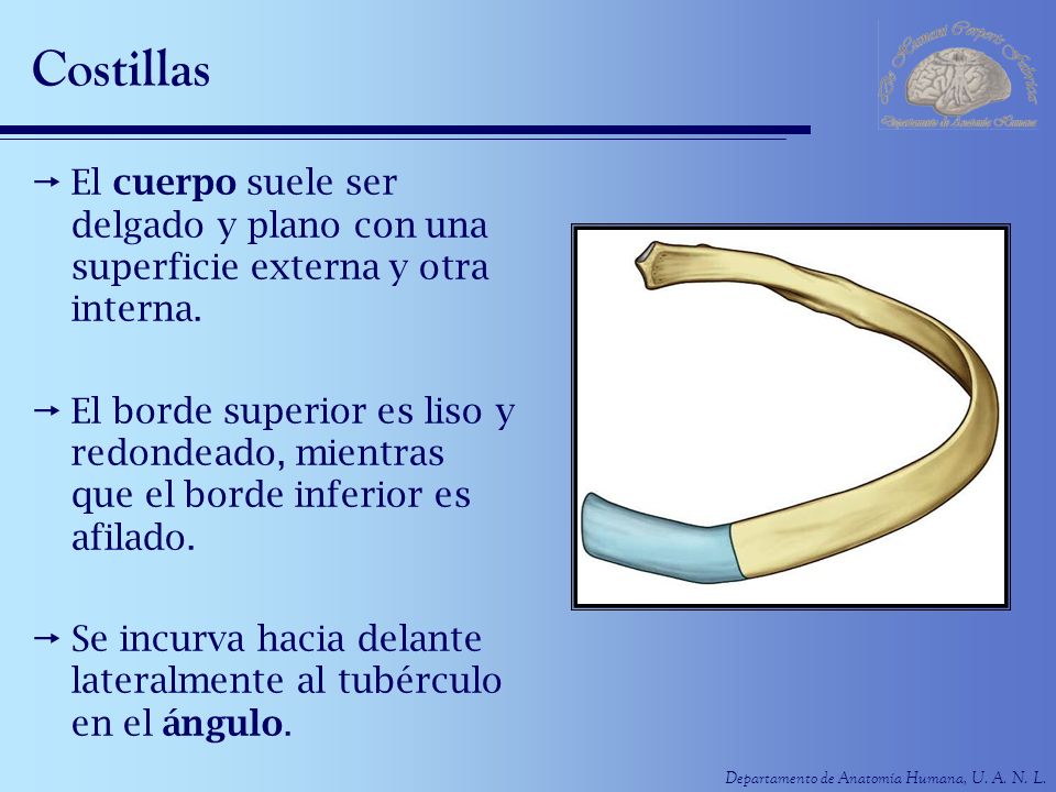 Costillas El cuerpo suele ser delgado y plano con una superficie externa y otra interna.