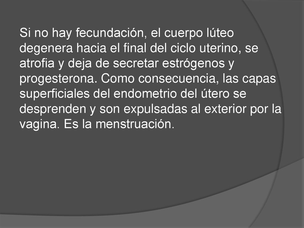 Si no hay fecundación, el cuerpo lúteo degenera hacia el final del ciclo uterino, se atrofia y deja de secretar estrógenos y progesterona.