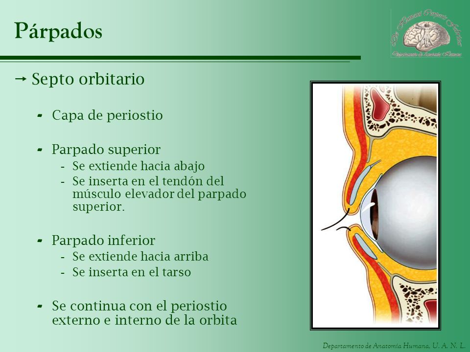 Párpados Septo orbitario Capa de periostio Parpado superior
