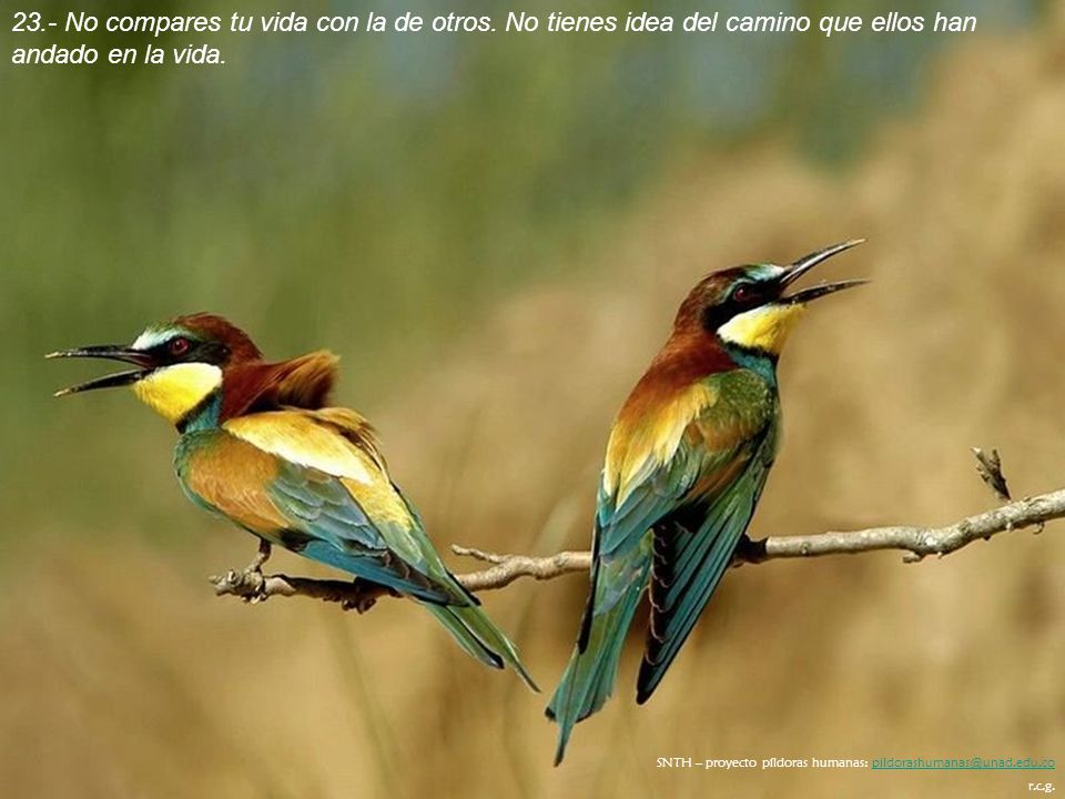 23. - No compares tu vida con la de otros