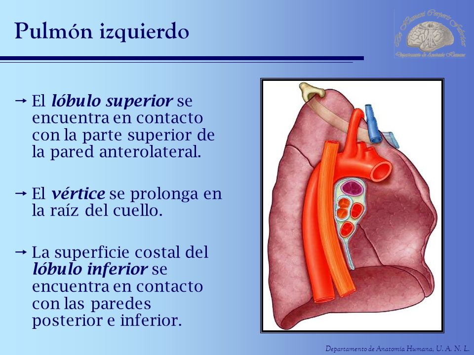 Pulmón izquierdo El lóbulo superior se encuentra en contacto con la parte superior de la pared anterolateral.