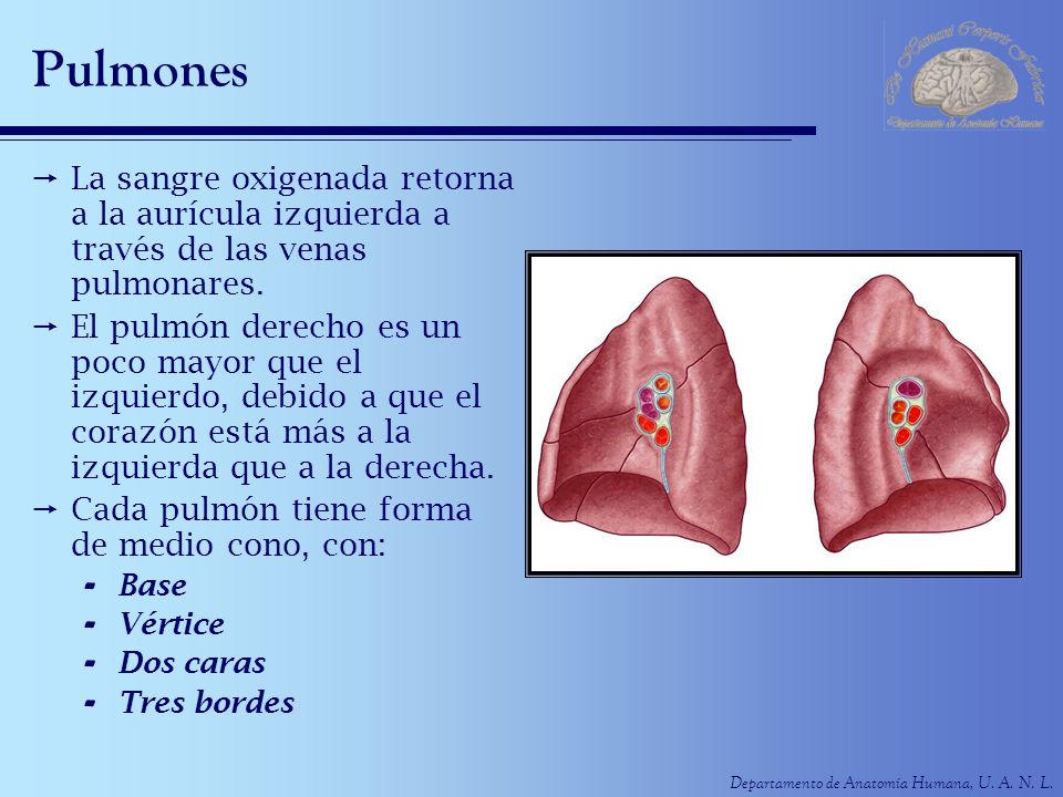 Pulmones La sangre oxigenada retorna a la aurícula izquierda a través de las venas pulmonares.