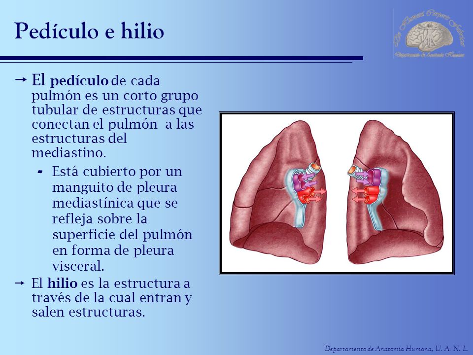 Pedículo e hilio El pedículo de cada pulmón es un corto grupo tubular de estructuras que conectan el pulmón a las estructuras del mediastino.