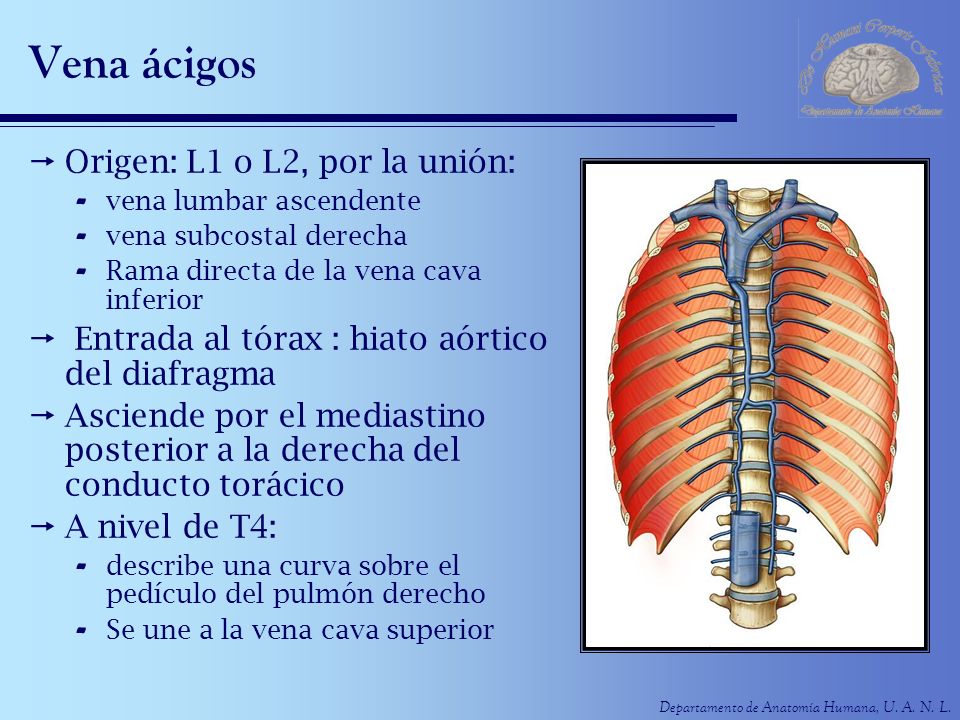 Vena ácigos Origen: L1 o L2, por la unión: