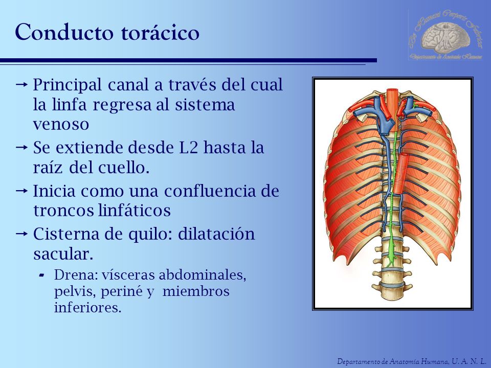 Conducto torácico Principal canal a través del cual la linfa regresa al sistema venoso. Se extiende desde L2 hasta la raíz del cuello.