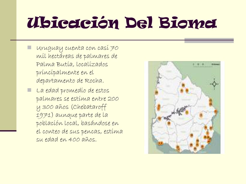 Ubicación Del Bioma Uruguay cuenta con casi 70 mil hectáreas de palmares de Palma Butia, localizados principalmente en el departamento de Rocha.