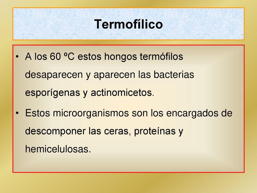 Termofílico A los 60 ºC estos hongos termófilos desaparecen y aparecen las bacterias esporígenas y actinomicetos.