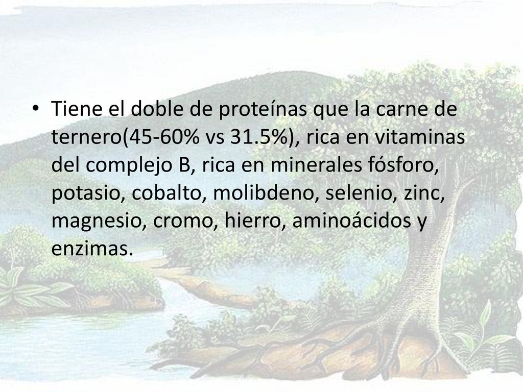 Tiene el doble de proteínas que la carne de ternero(45-60% vs 31