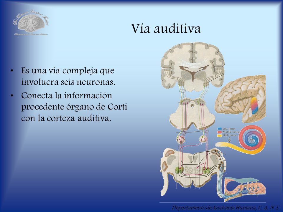 Vía auditiva Es una vía compleja que involucra seis neuronas.