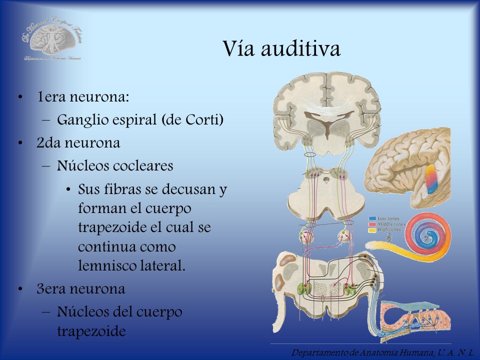 Vía auditiva 1era neurona: Ganglio espiral (de Corti) 2da neurona