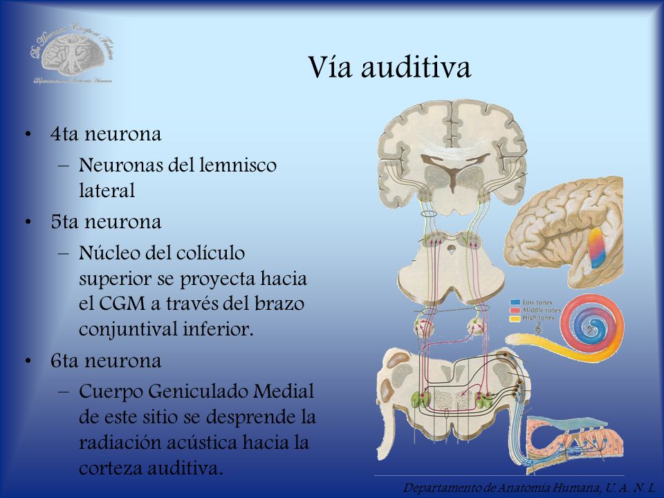 Vía auditiva 4ta neurona 5ta neurona 6ta neurona