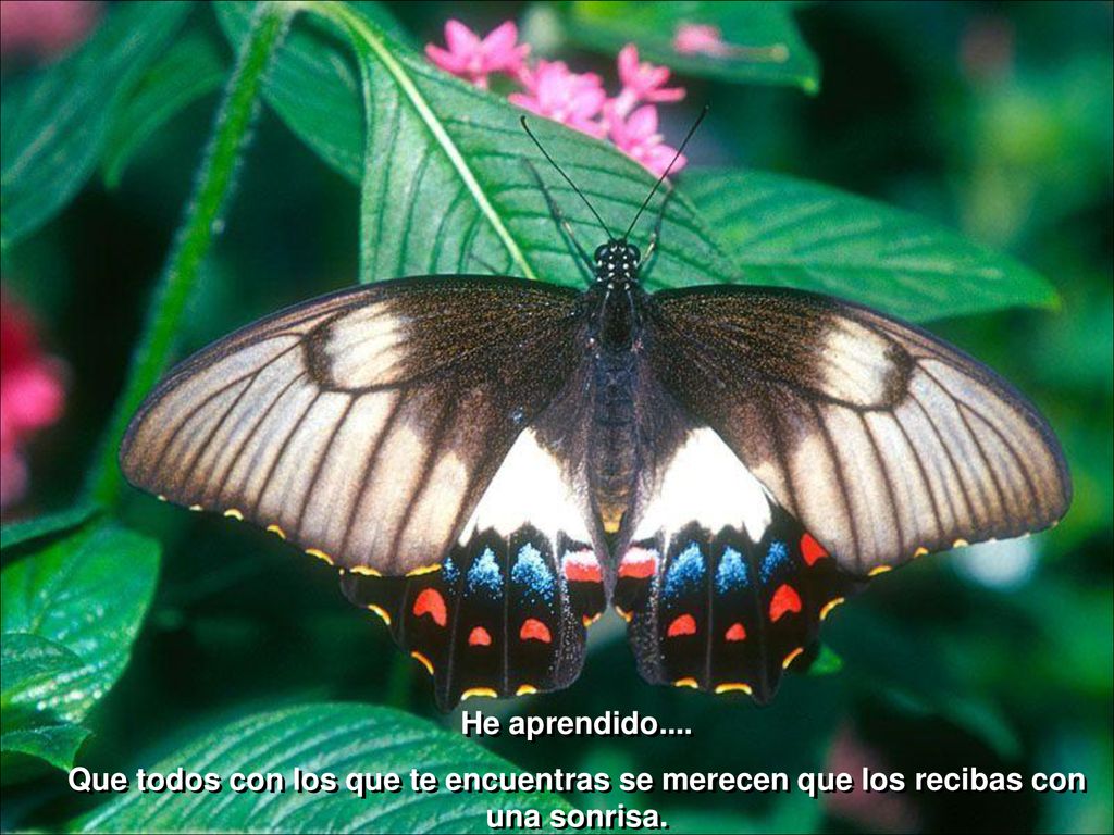 He aprendido.... Que todos con los que te encuentras se merecen que los recibas con una sonrisa.