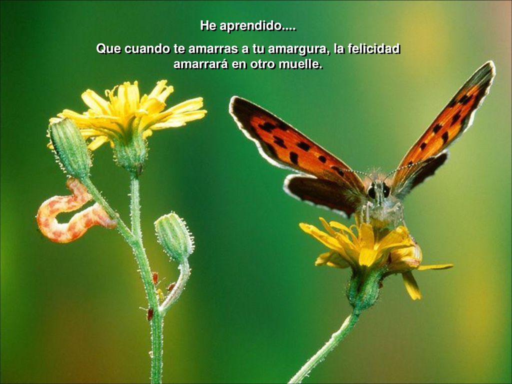 He aprendido.... Que cuando te amarras a tu amargura, la felicidad amarrará en otro muelle.