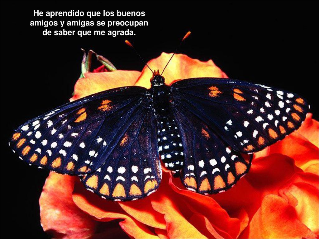 He aprendido que los buenos amigos y amigas se preocupan de saber que me agrada.