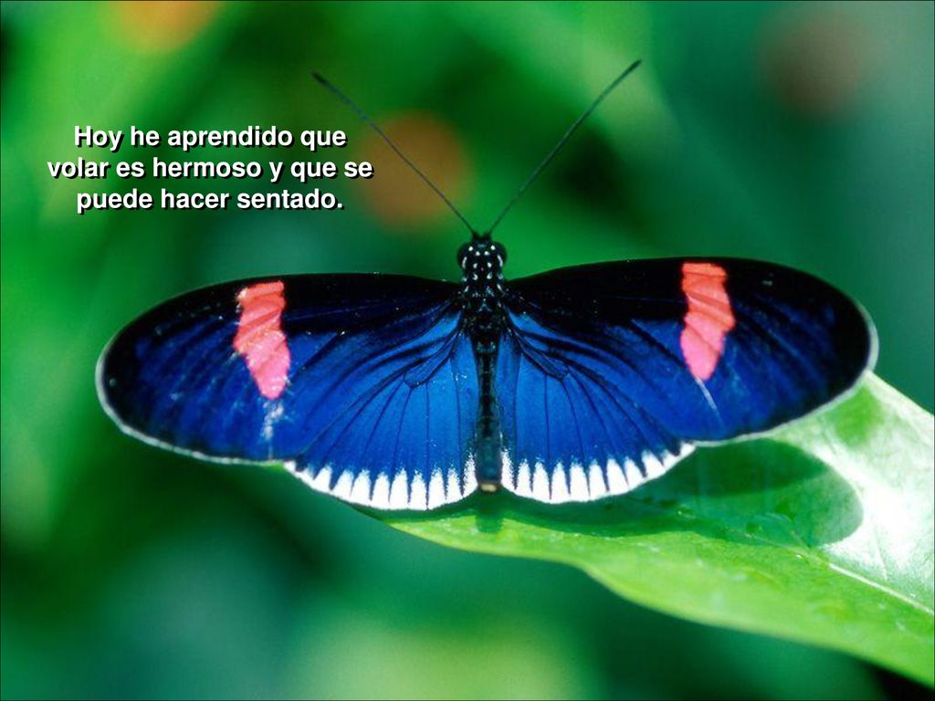 Hoy he aprendido que volar es hermoso y que se puede hacer sentado.