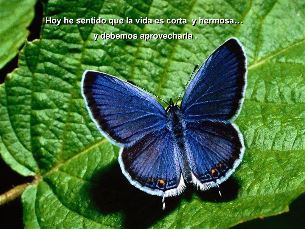 Hoy he sentido que la vida es corta y hermosa…