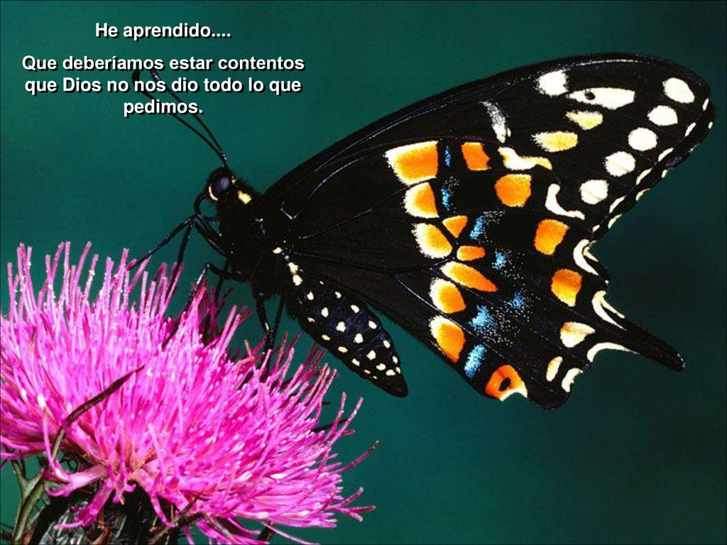 He aprendido.... Que deberíamos estar contentos que Dios no nos dio todo lo que pedimos.