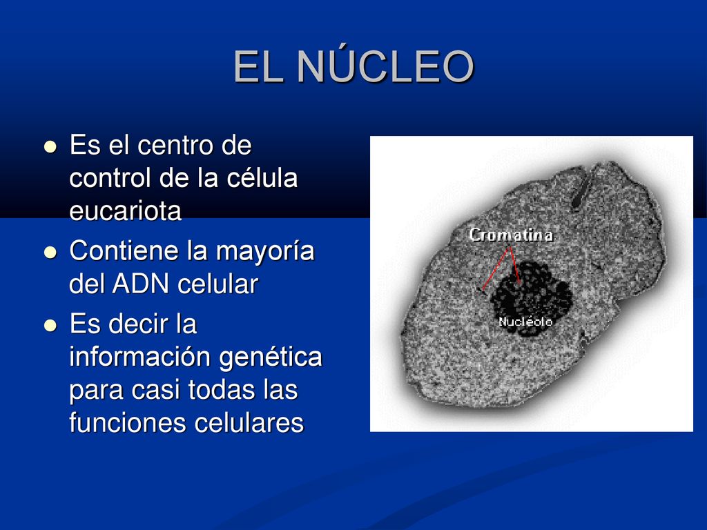 EL NÚCLEO Es el centro de control de la célula eucariota