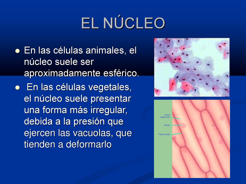 EL NÚCLEO En las células animales, el núcleo suele ser aproximadamente esférico.
