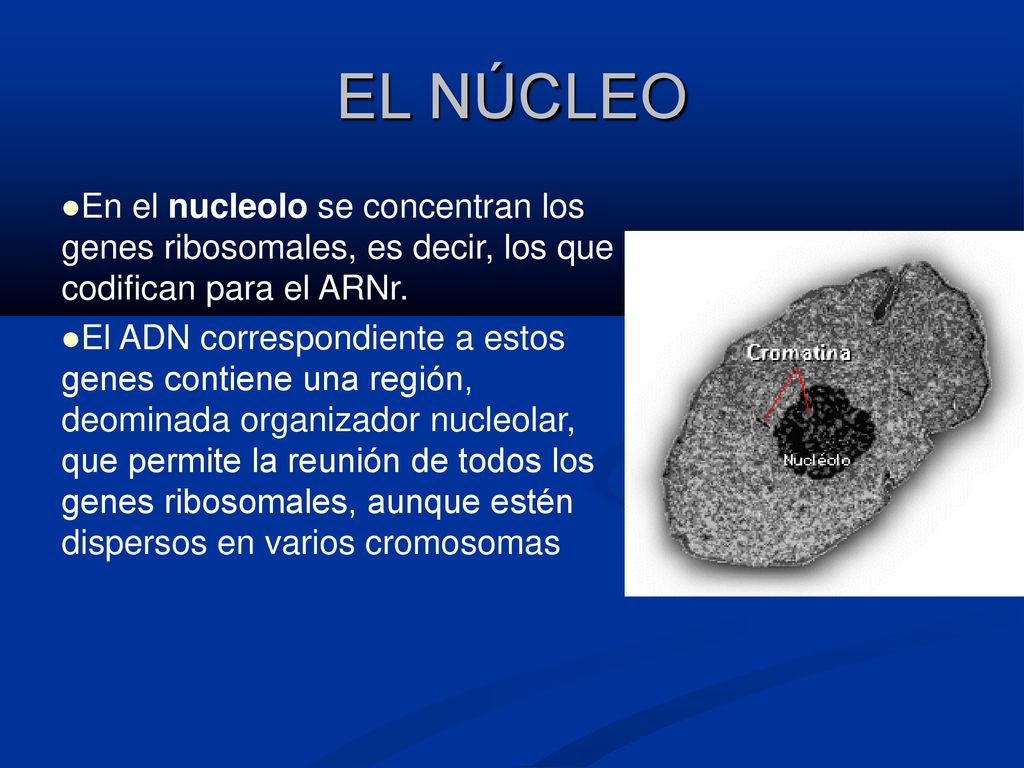 EL NÚCLEO En el nucleolo se concentran los genes ribosomales, es decir, los que codifican para el ARNr.