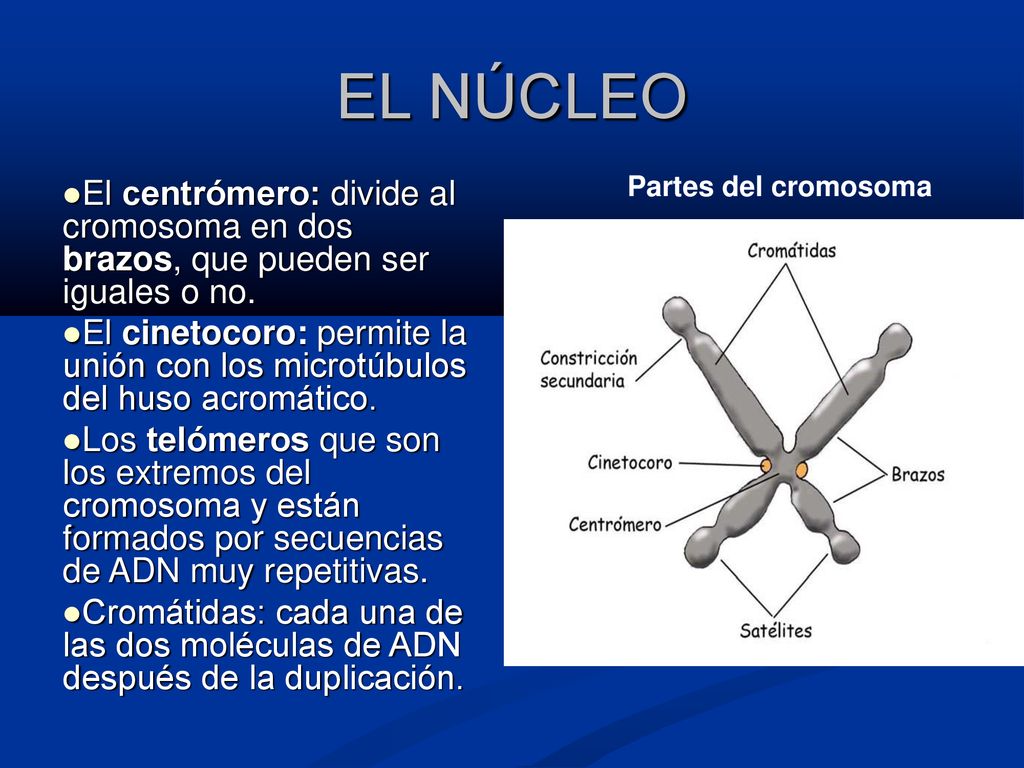 EL NÚCLEO Partes del cromosoma. El centrómero: divide al cromosoma en dos brazos, que pueden ser iguales o no.