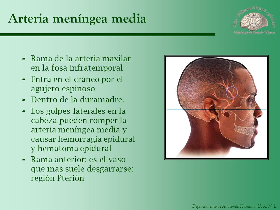 Пересадка латынь. Артерия менингеа Медиа. A meningea Media ветвь. Arteria meningea Media латынь.