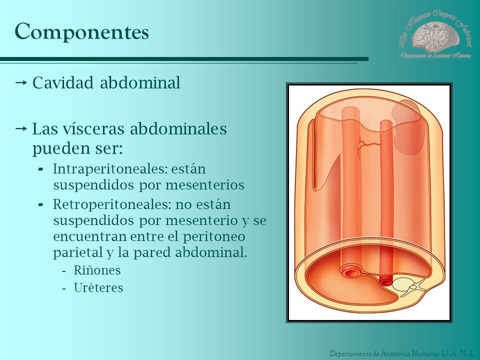 Componentes Cavidad abdominal Las vísceras abdominales pueden ser: