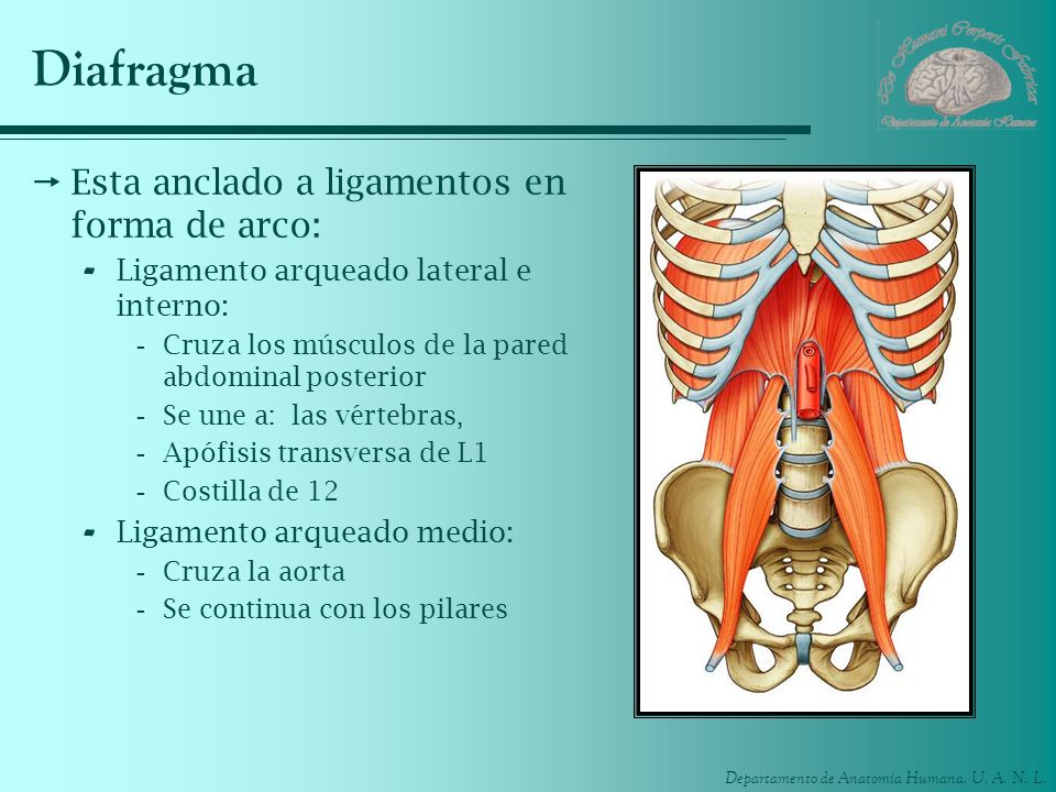 Diafragma Esta anclado a ligamentos en forma de arco: