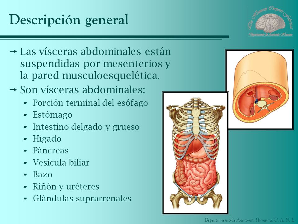 Descripción general Las vísceras abdominales están suspendidas por mesenterios y la pared musculoesquelética.